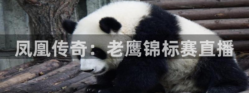 24直播app：凤凰传奇：老鹰锦标赛直播